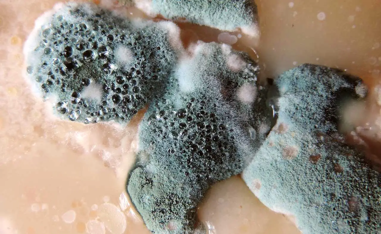 Come prevenire la muffa nei vasi a giugno: la soluzione facile dei botanici per balconi sani