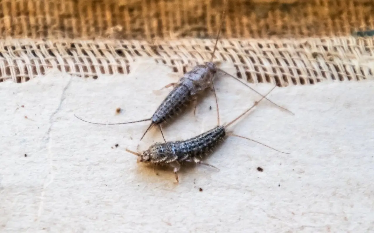 Allarme pesciolini d'argento in giardino: ecco le conseguenze