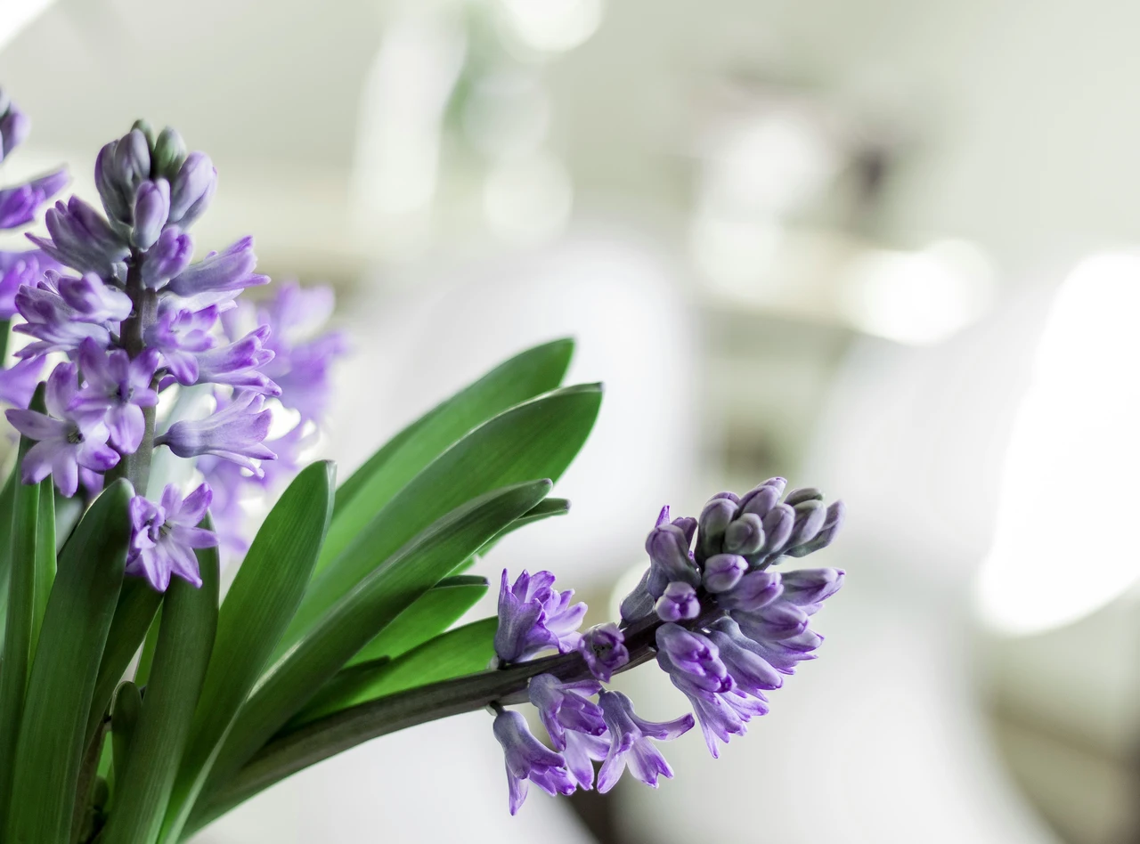 Ecco il fiore notturno che trasforma le serate in terrazza: profumo e colori unici da giugno a settembre Ecco il fiore notturno che trasforma le serate in terrazza: profumo e colori unici da giugno a settembre
