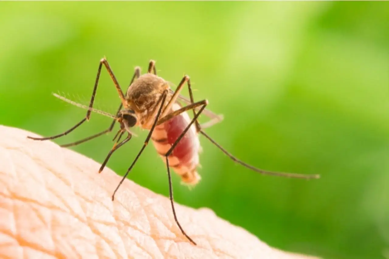La pianta che tiene lontane le zanzare e profuma il giardino: ecco qual è La pianta che tiene lontane le zanzare e profuma il giardino: ecco qual è