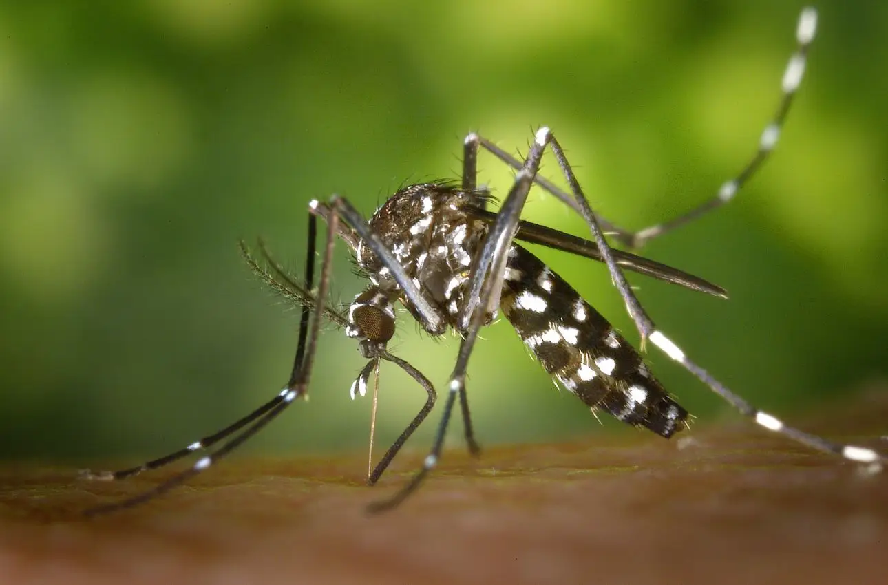 Fai questo la sera e non vedrai più zanzare in giardino: il metodo funziona davvero Fai questo la sera e non vedrai più zanzare in giardino: il metodo funziona davvero