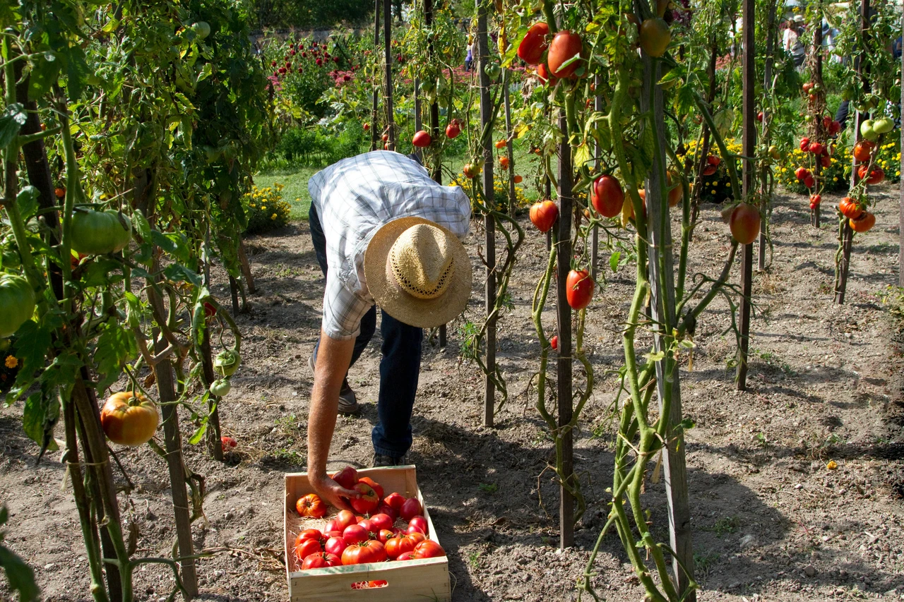 Il trucco con il bicarbonato per un orto sano e senza parassiti: lo usano i giardinieri Il trucco con il bicarbonato per un orto sano e senza parassiti: lo usano i giardinieri