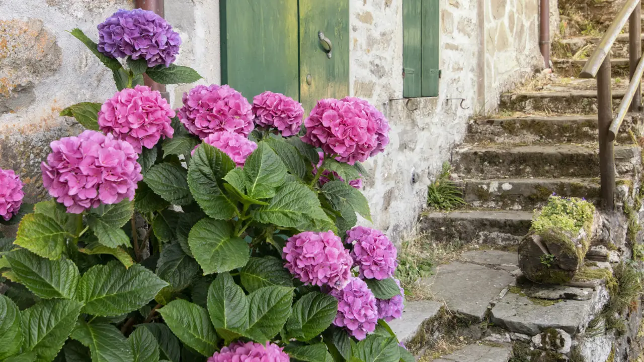 Come far fiorire l’ortensia in abbondanza: il concime segreto dei vivaisti Come far fiorire l’ortensia in abbondanza: il concime segreto dei vivaisti