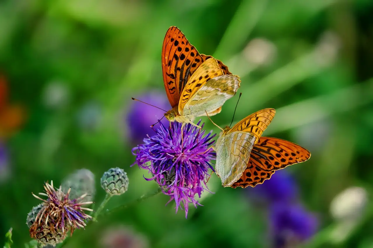 La pianta che cresce senza acqua e trasforma il giardino in un’oasi di farfalle La pianta che cresce senza acqua e trasforma il giardino in un’oasi di farfalle