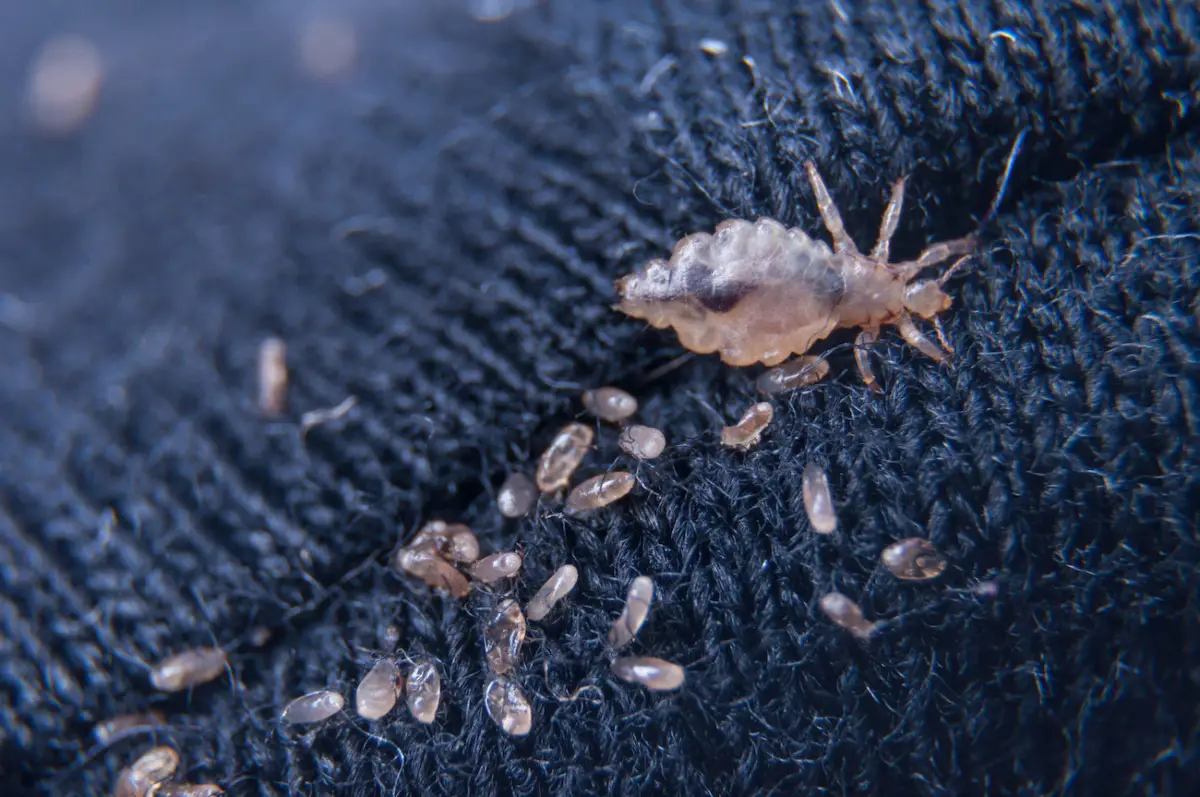 Il rimedio contro i pidocchi verdi delle piante che funziona anche sui balconi Il rimedio contro i pidocchi verdi delle piante che funziona anche sui balconi