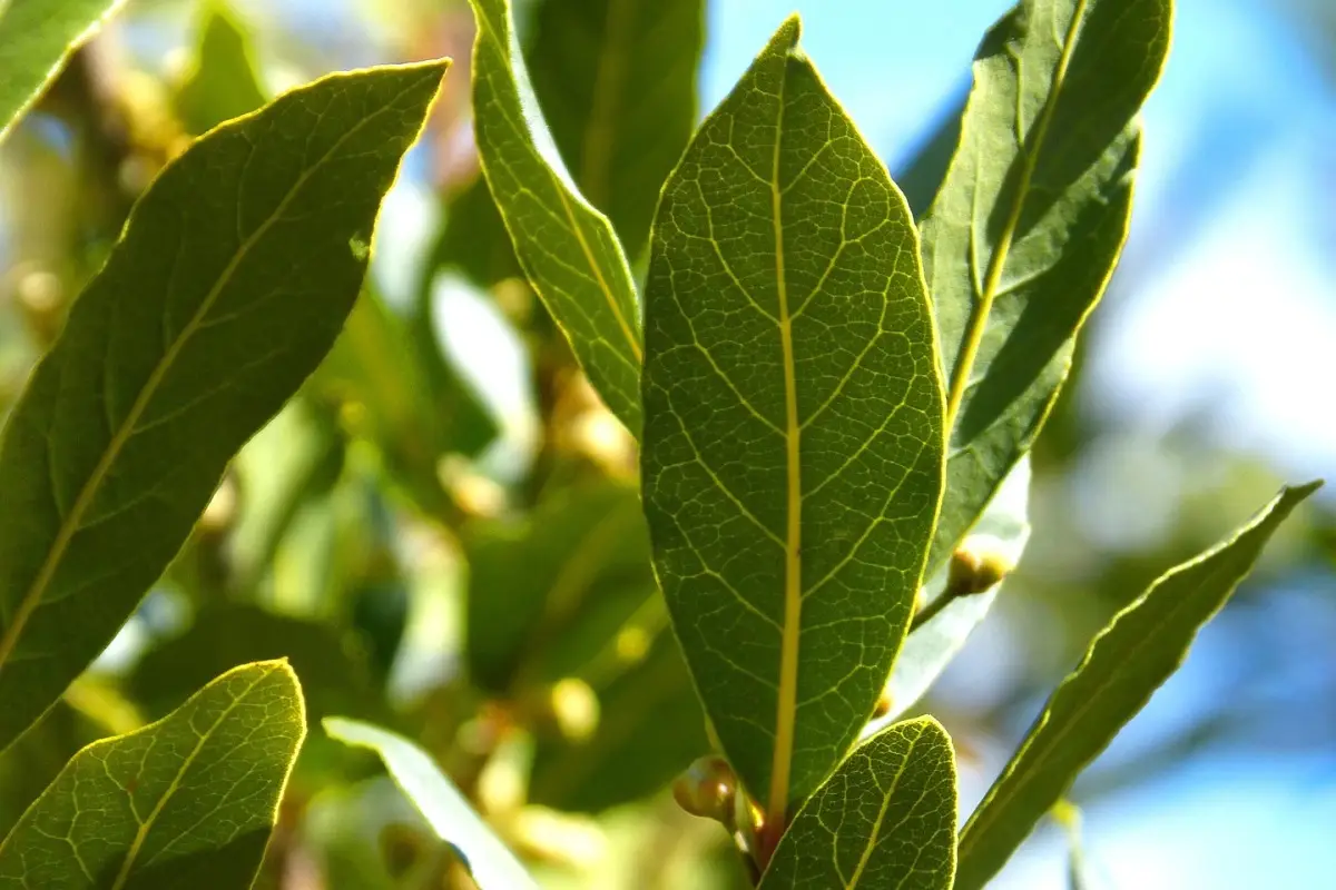 Pianta l’alloro in giardino: ecco cosa succede dopo pochi mesi Pianta l’alloro in giardino: ecco cosa succede dopo pochi mesi