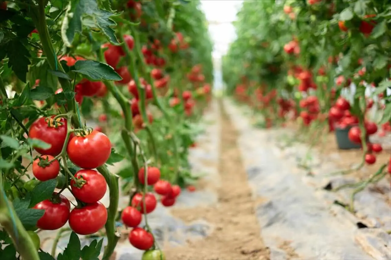 Tre errori che rallentano la crescita dei pomodori: il secondo lo fanno tutti Tre errori che rallentano la crescita dei pomodori: il secondo lo fanno tutti