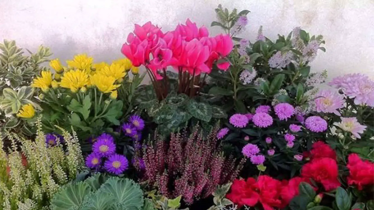 Il metodo giapponese per avere piante sempre in fiore: il segreto è questo Il metodo giapponese per avere piante sempre in fiore: il segreto è questo