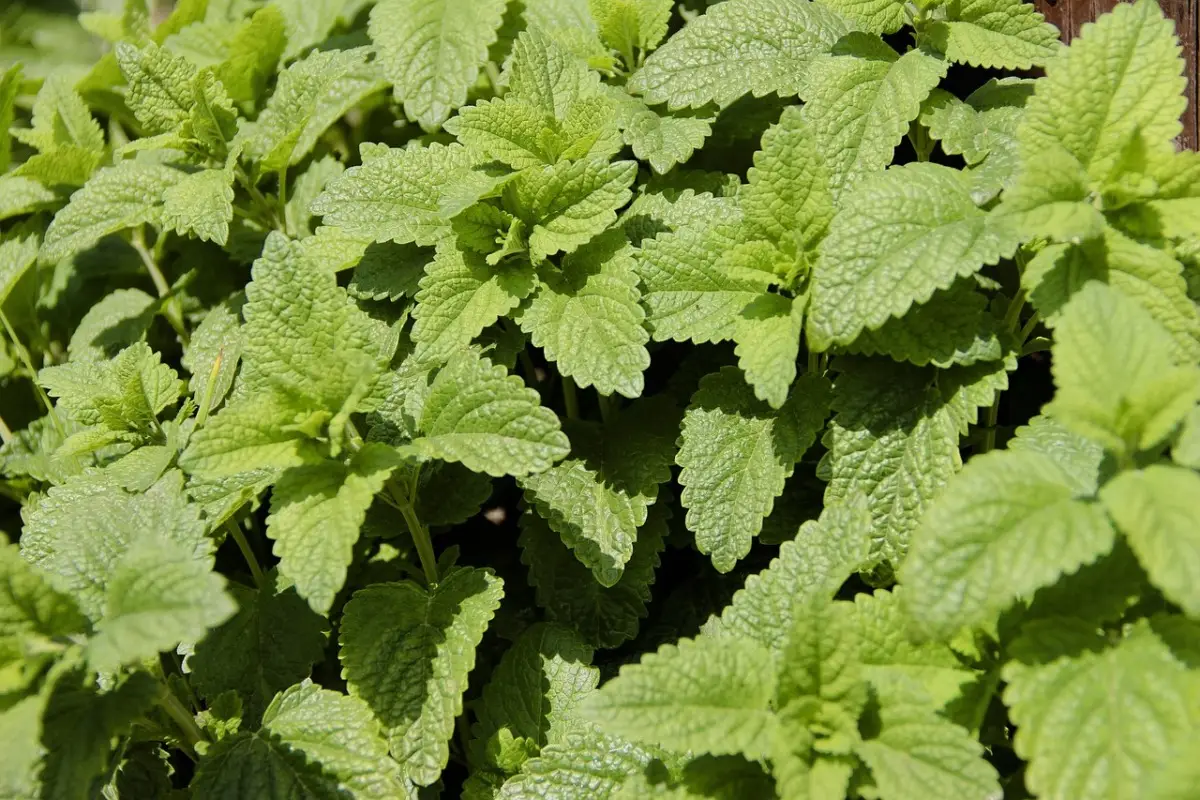 La pianta che tiene lontane le zanzare e profuma il giardino: ecco qual è La pianta che tiene lontane le zanzare e profuma il giardino: ecco qual è