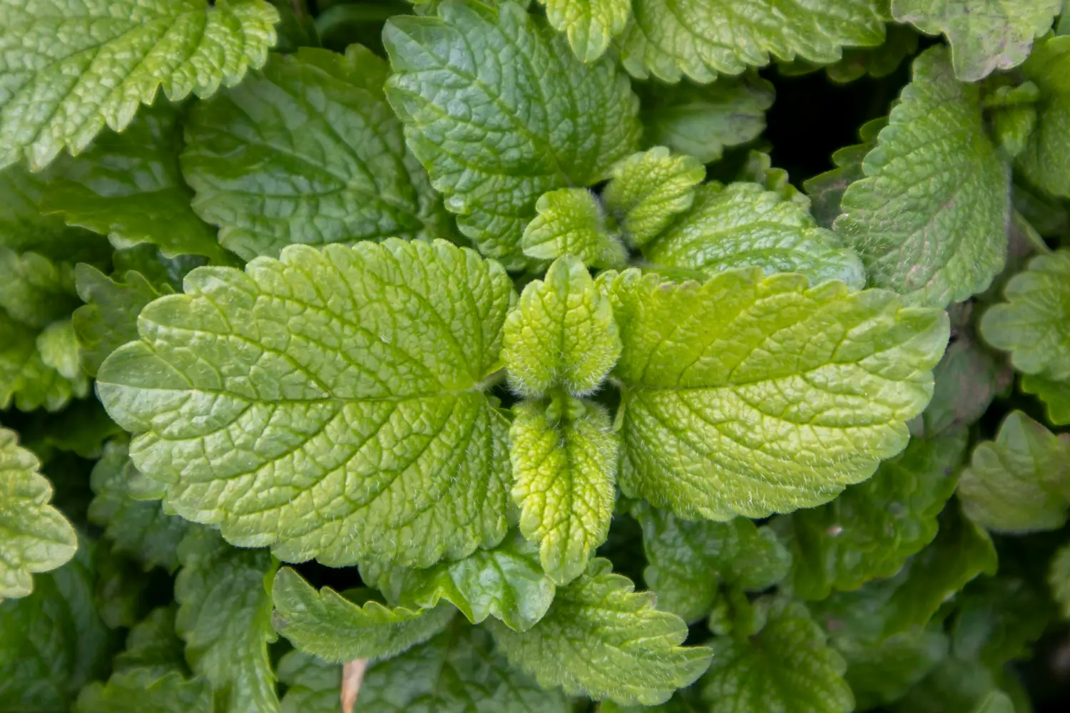 La pianta che tiene lontane le zanzare e profuma il giardino: ecco qual è La pianta che tiene lontane le zanzare e profuma il giardino: ecco qual è