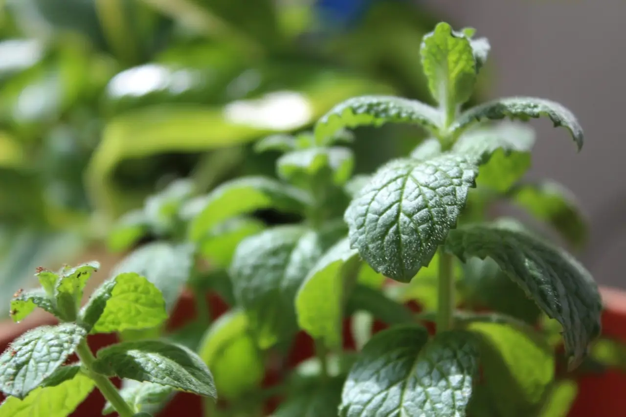 La pianta che tiene lontane le zanzare e profuma il giardino: ecco qual è La pianta che tiene lontane le zanzare e profuma il giardino: ecco qual è
