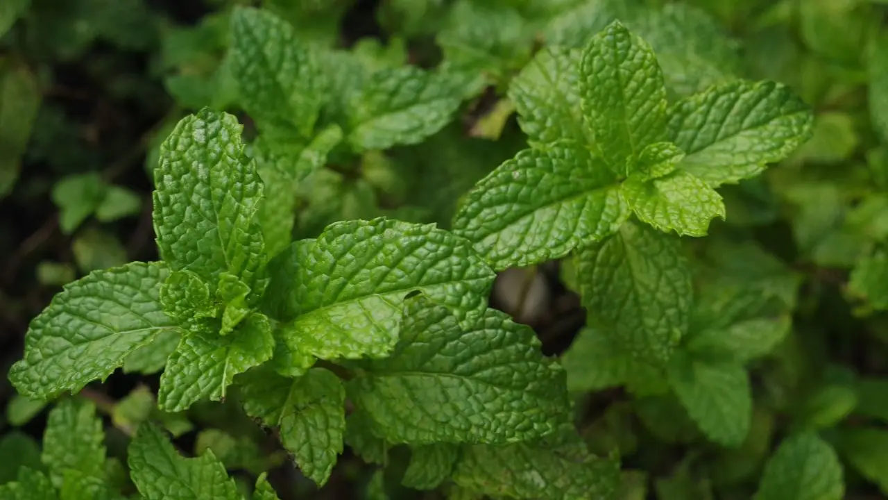 La pianta che tiene lontane le zanzare e profuma il giardino: ecco qual è La pianta che tiene lontane le zanzare e profuma il giardino: ecco qual è