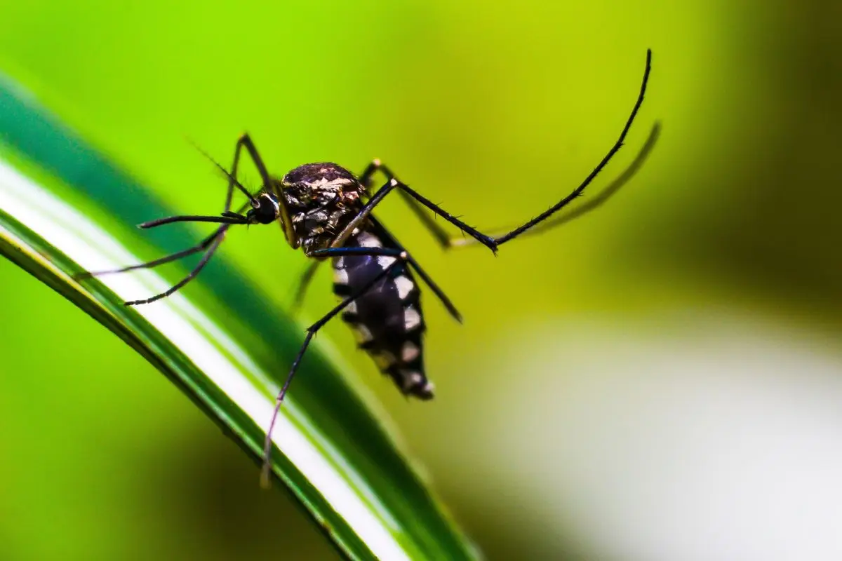 Fai questo la sera e non vedrai più zanzare in giardino: il metodo funziona davvero Fai questo la sera e non vedrai più zanzare in giardino: il metodo funziona davvero