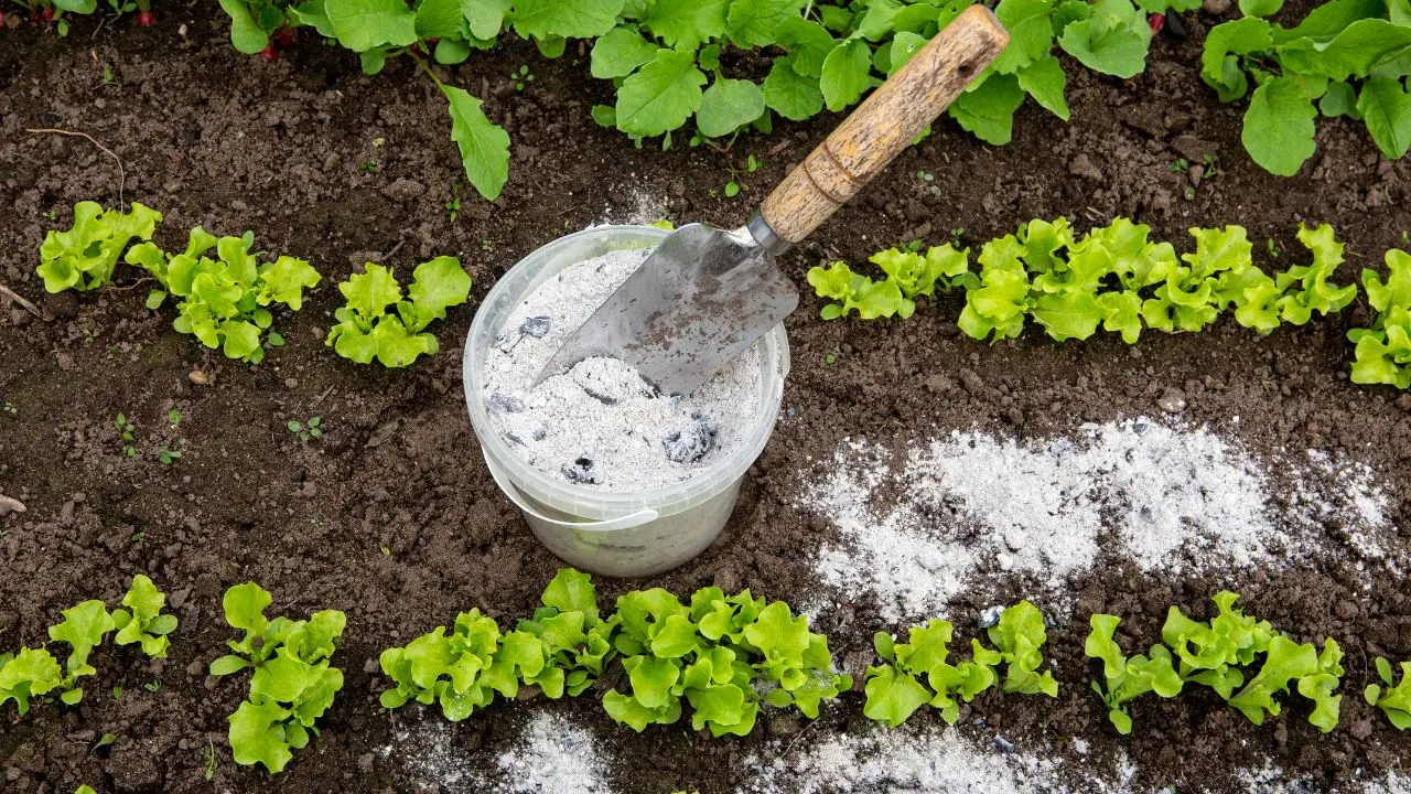 Il trucco con il bicarbonato per un orto sano e senza parassiti: lo usano i giardinieri Il trucco con il bicarbonato per un orto sano e senza parassiti: lo usano i giardinieri