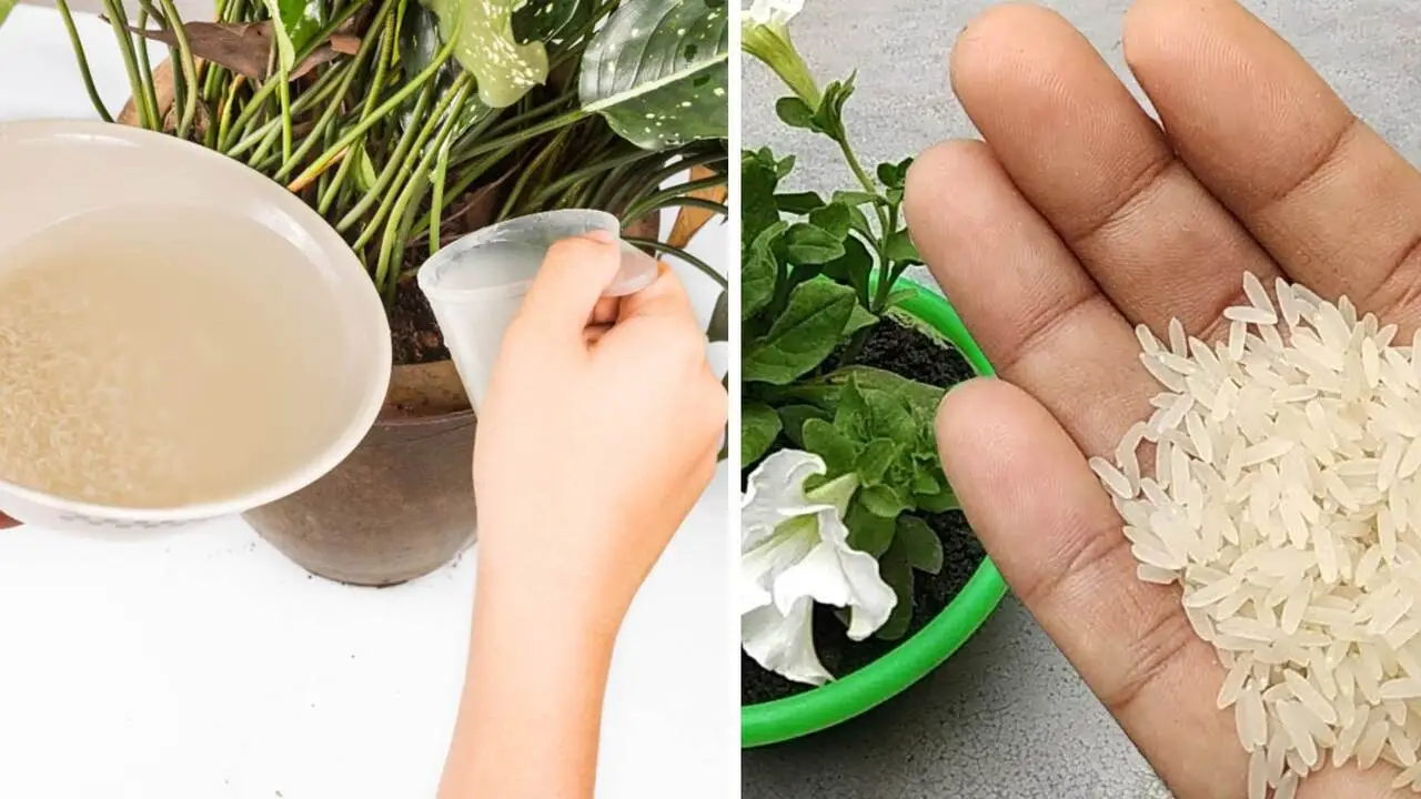 Il trucco con il bicarbonato per un orto sano e senza parassiti: lo usano i giardinieri Il trucco con il bicarbonato per un orto sano e senza parassiti: lo usano i giardinieri
