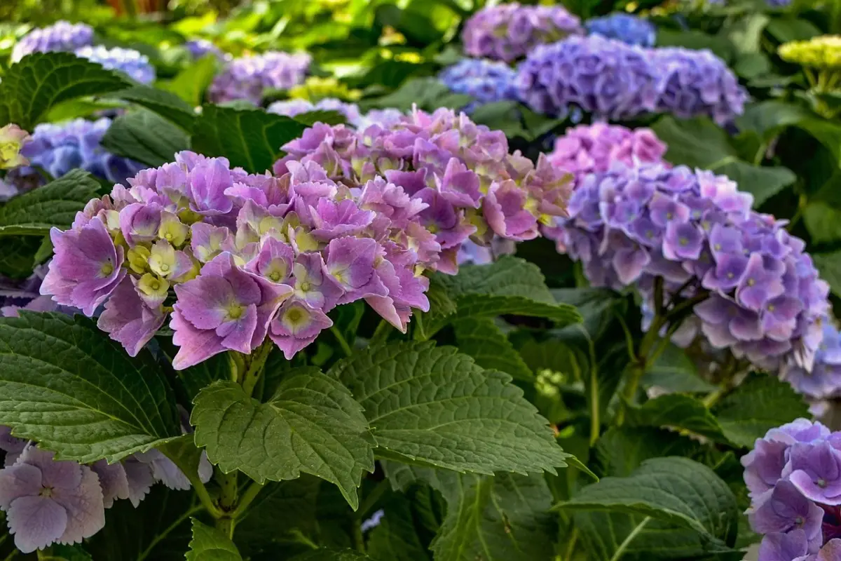 Come far fiorire l’ortensia in abbondanza: il concime segreto dei vivaisti Come far fiorire l’ortensia in abbondanza: il concime segreto dei vivaisti