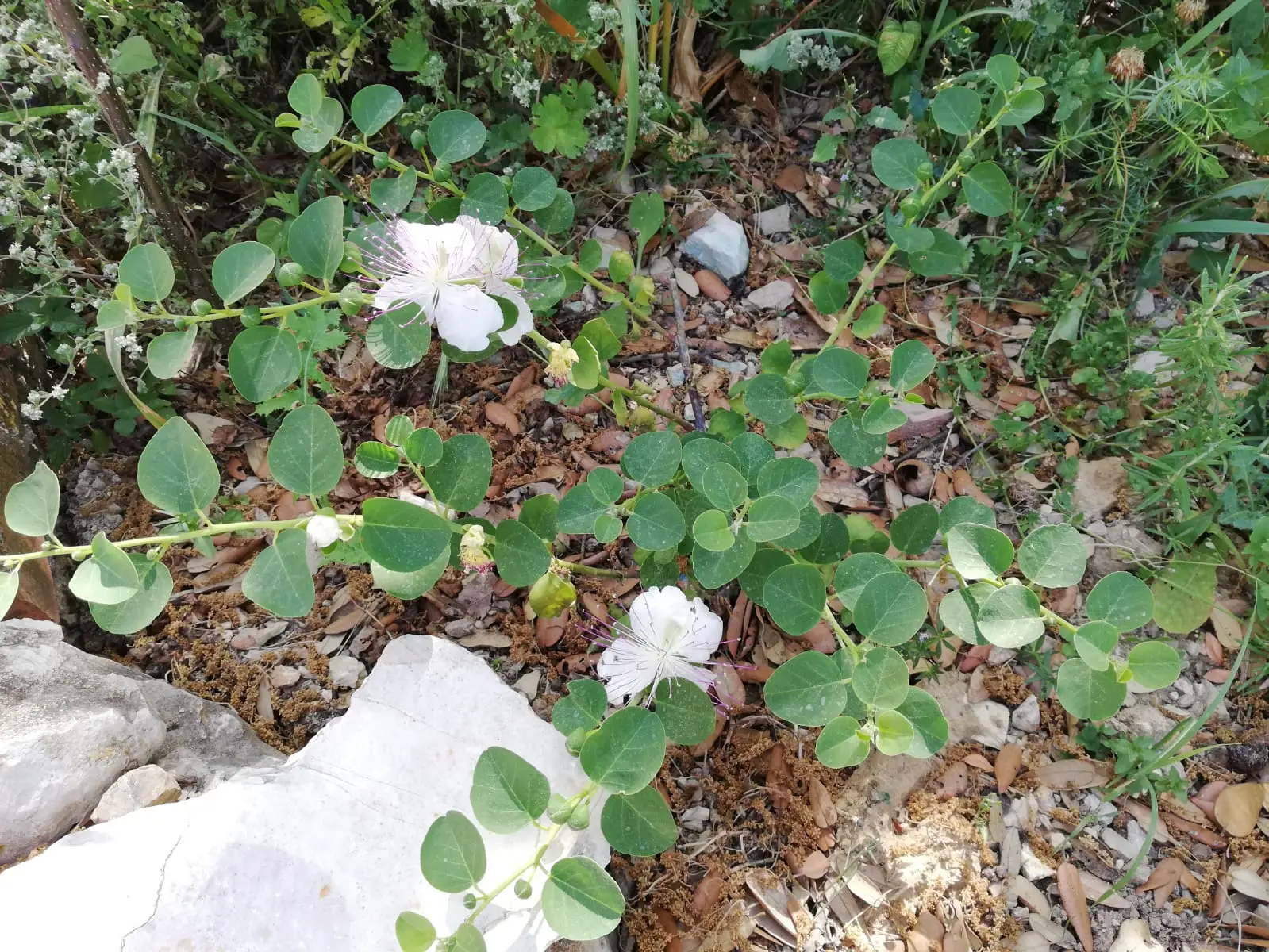 La pianta che cresce senza acqua e trasforma il giardino in un’oasi di farfalle La pianta che cresce senza acqua e trasforma il giardino in un’oasi di farfalle