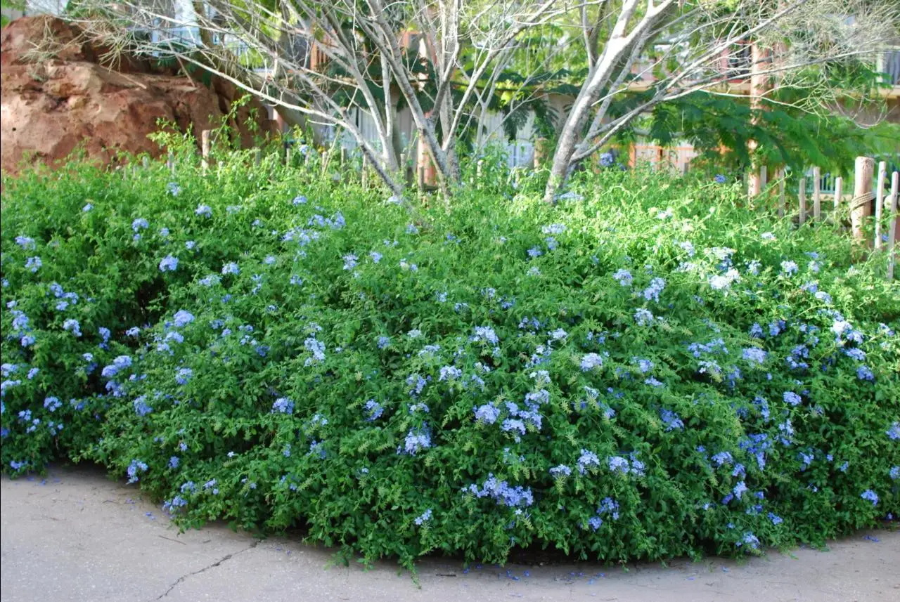 La pianta che cresce senza acqua e trasforma il giardino in un’oasi di farfalle La pianta che cresce senza acqua e trasforma il giardino in un’oasi di farfalle