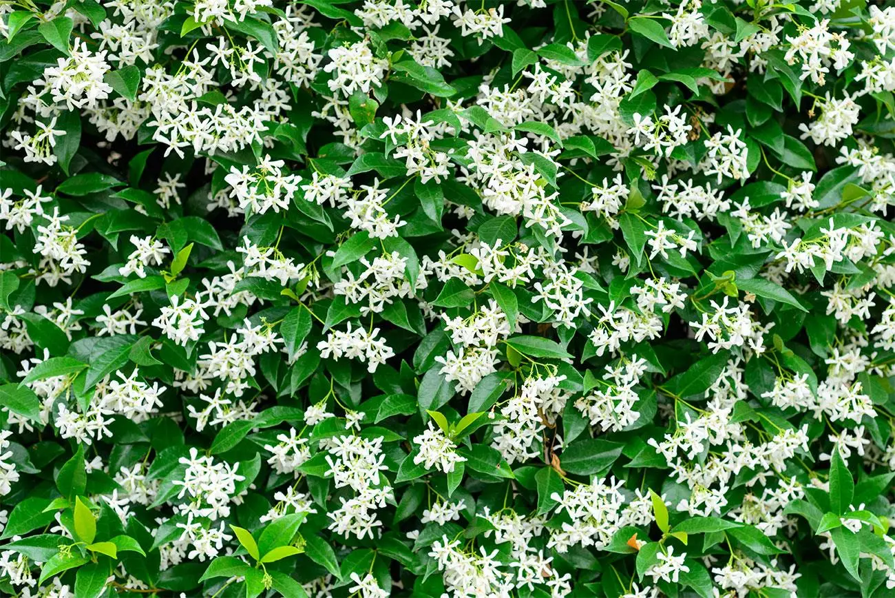 La rampicante che fiorisce tutto l’anno: perfetta anche per chi non ha il pollice verde La rampicante che fiorisce tutto l’anno: perfetta anche per chi non ha il pollice verde