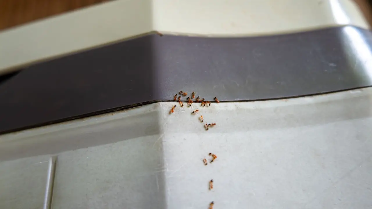 Formiche sul balcone? Ecco cosa spruzzare per farle sparire in modo naturale Formiche sul balcone? Ecco cosa spruzzare per farle sparire in modo naturale