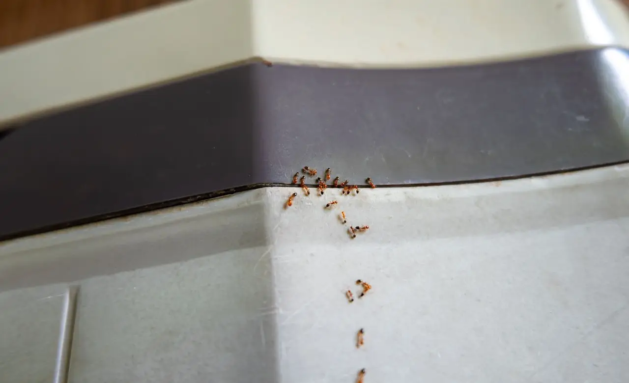 Formiche sul balcone? Ecco cosa spruzzare per farle sparire in modo naturale Formiche sul balcone? Ecco cosa spruzzare per farle sparire in modo naturale