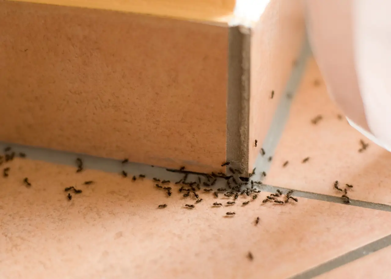 Formiche sul balcone? Ecco cosa spruzzare per farle sparire in modo naturale Formiche sul balcone? Ecco cosa spruzzare per farle sparire in modo naturale