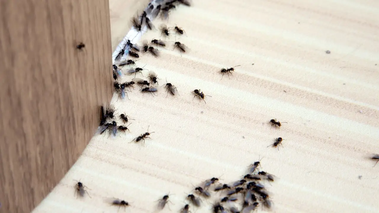 Formiche sul balcone? Ecco cosa spruzzare per farle sparire in modo naturale Formiche sul balcone? Ecco cosa spruzzare per farle sparire in modo naturale