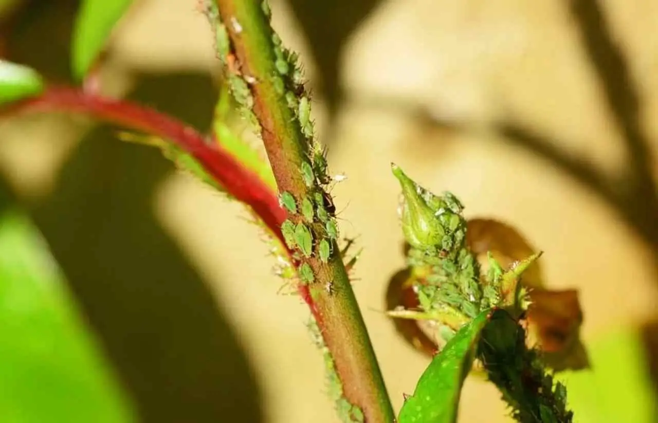 Il rimedio contro i pidocchi verdi delle piante che funziona anche sui balconi Il rimedio contro i pidocchi verdi delle piante che funziona anche sui balconi