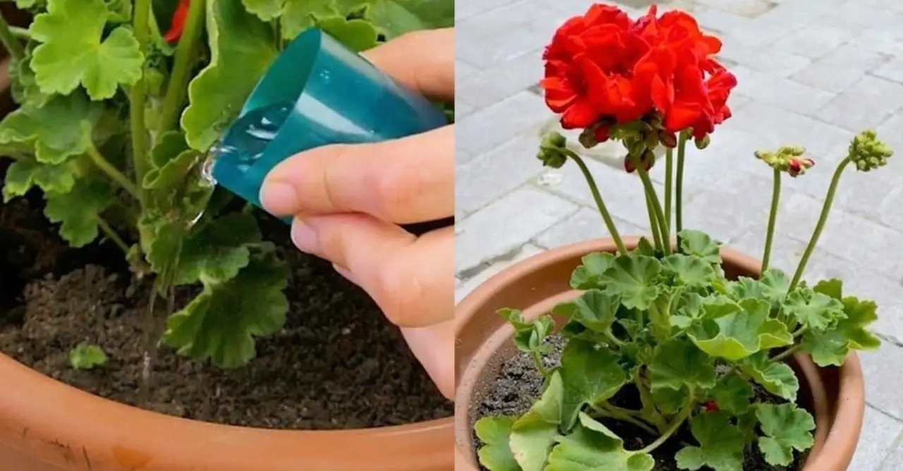 Il rimedio contro i pidocchi verdi delle piante che funziona anche sui balconi Il rimedio contro i pidocchi verdi delle piante che funziona anche sui balconi