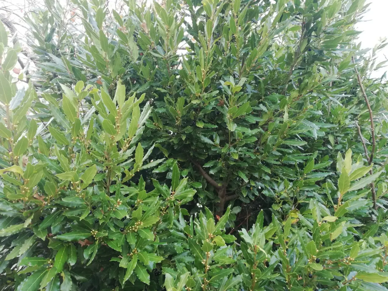 Pianta l’alloro in giardino: ecco cosa succede dopo pochi mesi Pianta l’alloro in giardino: ecco cosa succede dopo pochi mesi