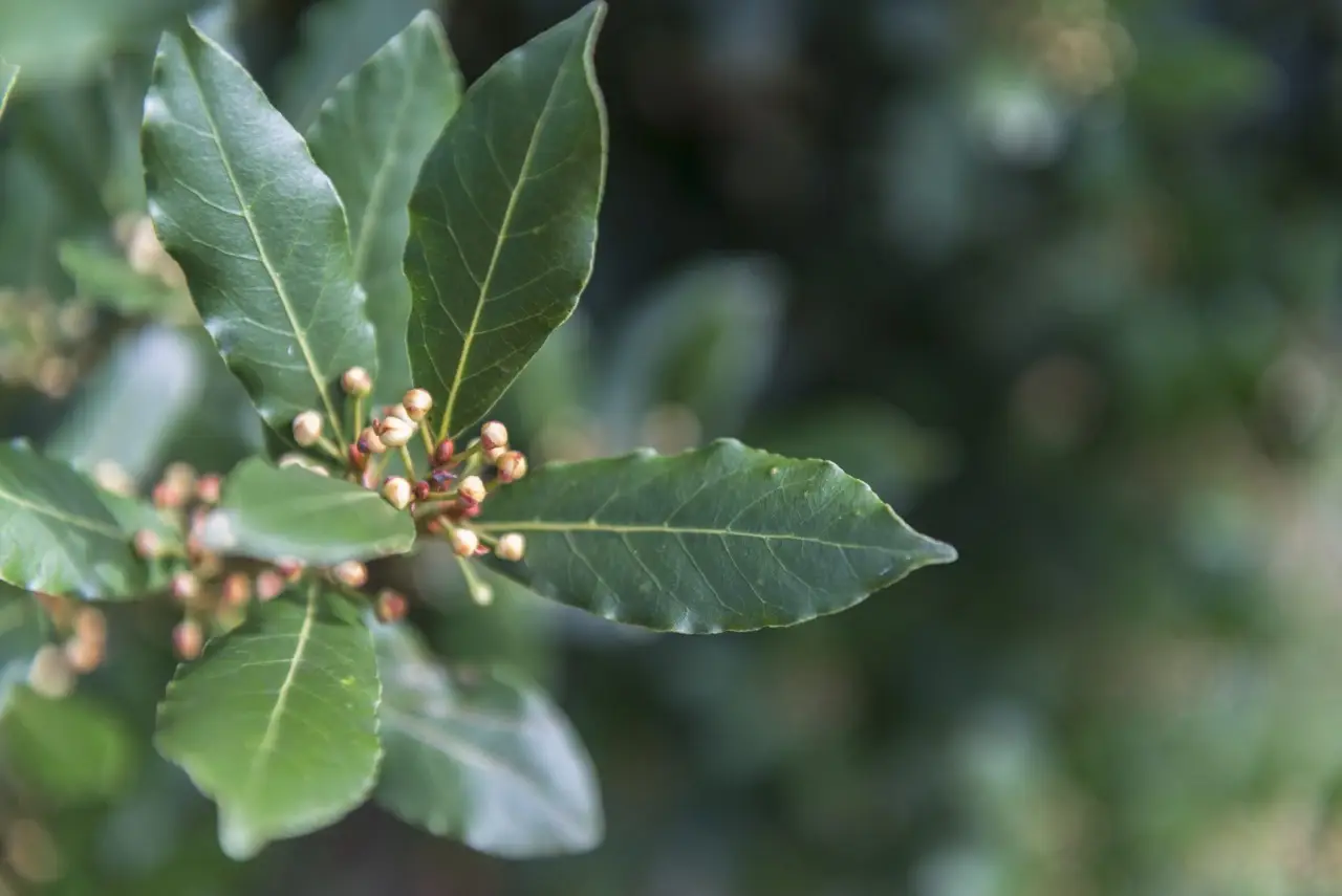 Pianta l’alloro in giardino: ecco cosa succede dopo pochi mesi Pianta l’alloro in giardino: ecco cosa succede dopo pochi mesi