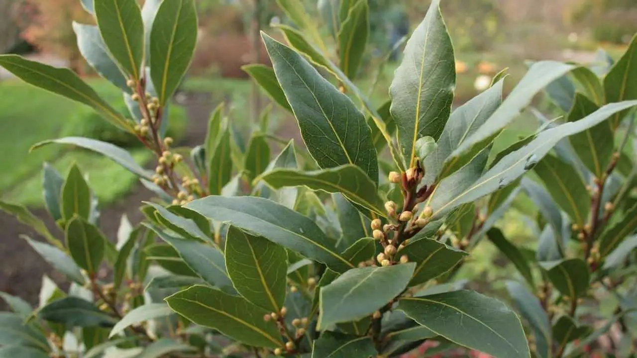 Pianta l’alloro in giardino: ecco cosa succede dopo pochi mesi Pianta l’alloro in giardino: ecco cosa succede dopo pochi mesi