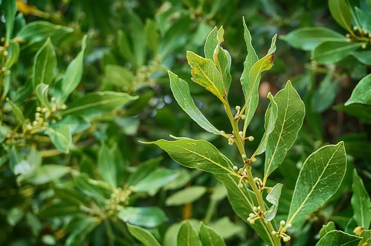 Pianta l’alloro in giardino: ecco cosa succede dopo pochi mesi Pianta l’alloro in giardino: ecco cosa succede dopo pochi mesi