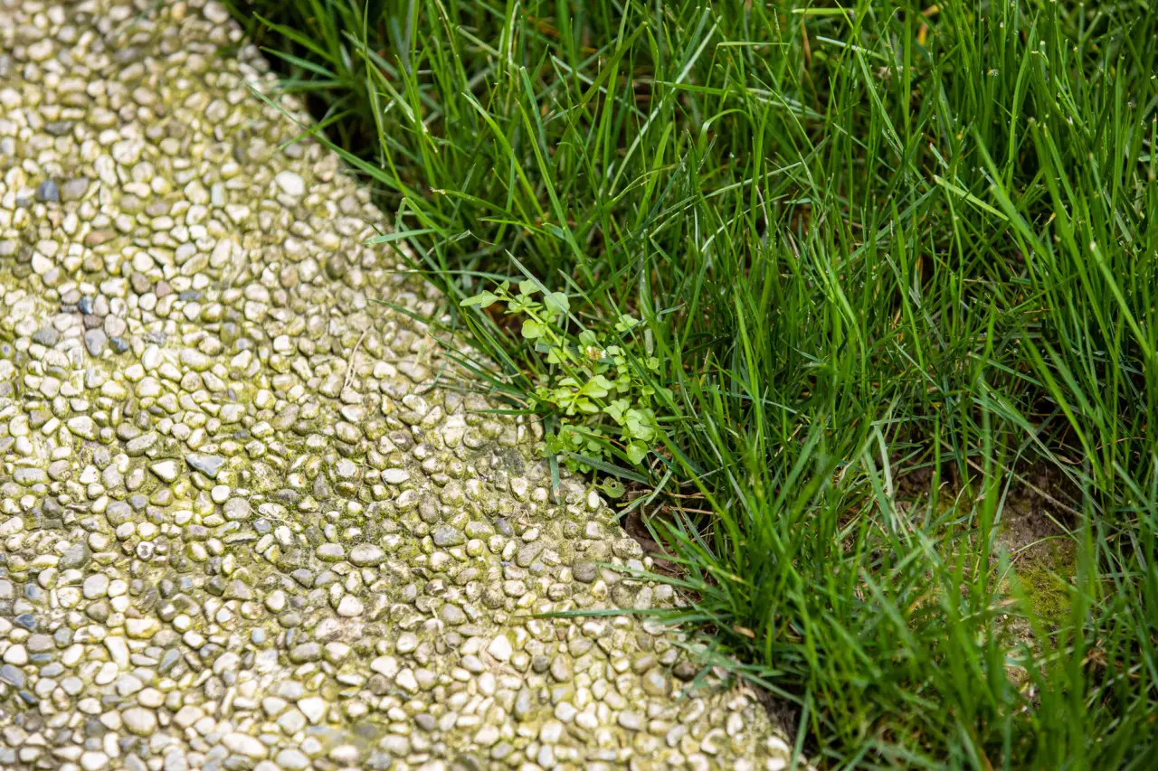 Come usare il sale grosso per eliminare le erbacce: il trucco dei giardinieri Come usare il sale grosso per eliminare le erbacce: il trucco dei giardinieri