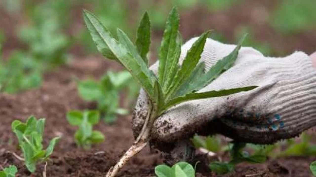 Come usare il sale grosso per eliminare le erbacce: il trucco dei giardinieri Come usare il sale grosso per eliminare le erbacce: il trucco dei giardinieri