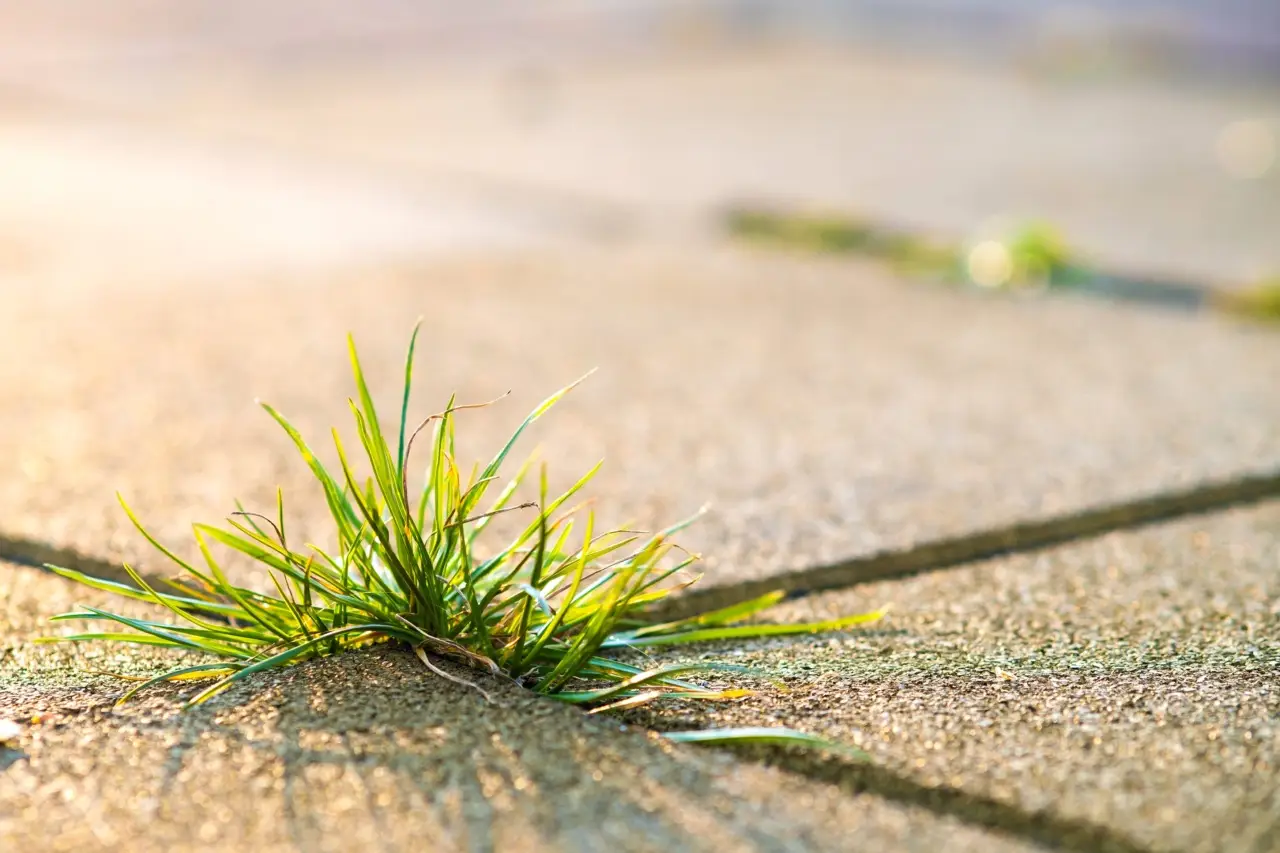Come usare il sale grosso per eliminare le erbacce: il trucco dei giardinieri Come usare il sale grosso per eliminare le erbacce: il trucco dei giardinieri