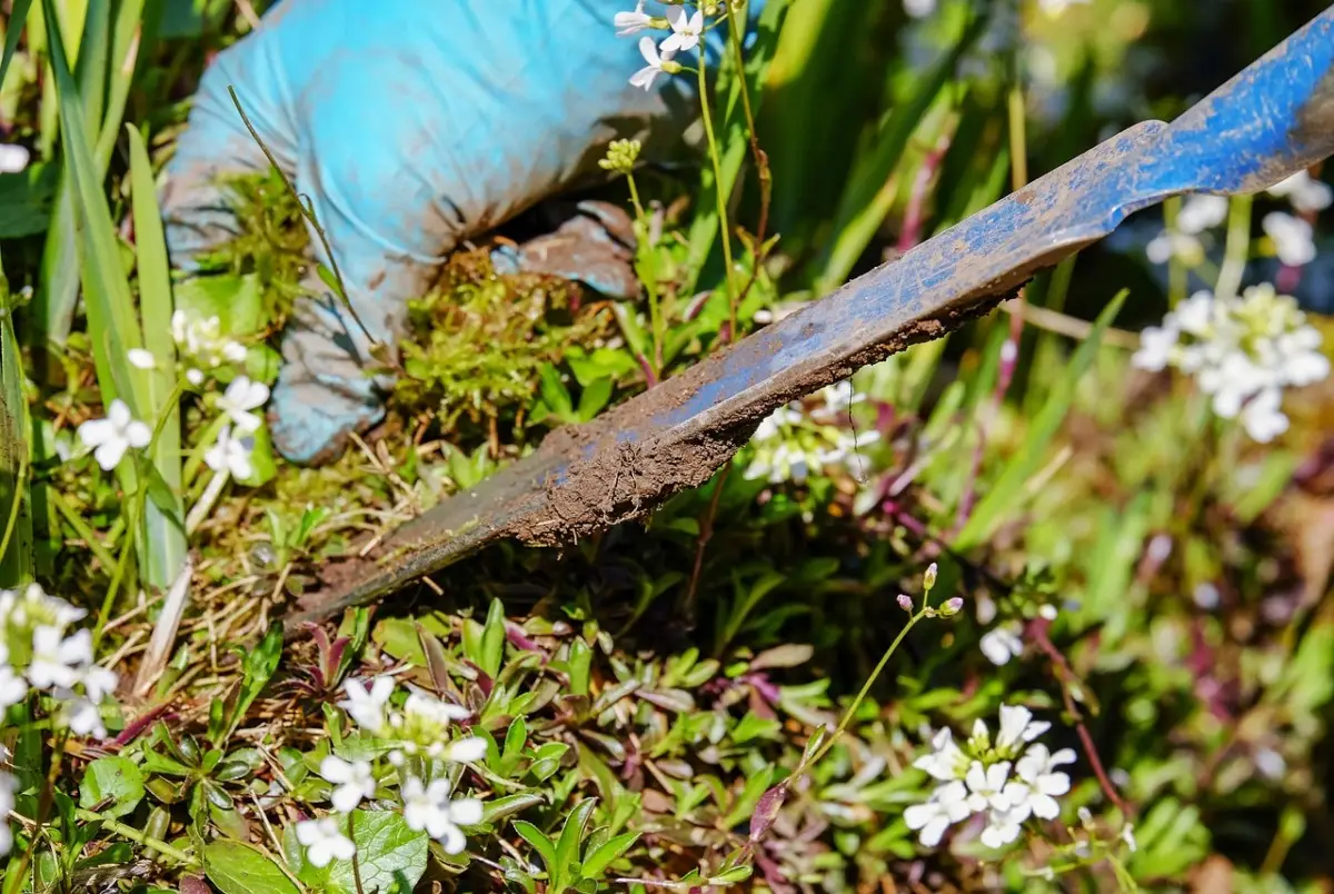 Come usare il sale grosso per eliminare le erbacce: il trucco dei giardinieri Come usare il sale grosso per eliminare le erbacce: il trucco dei giardinieri