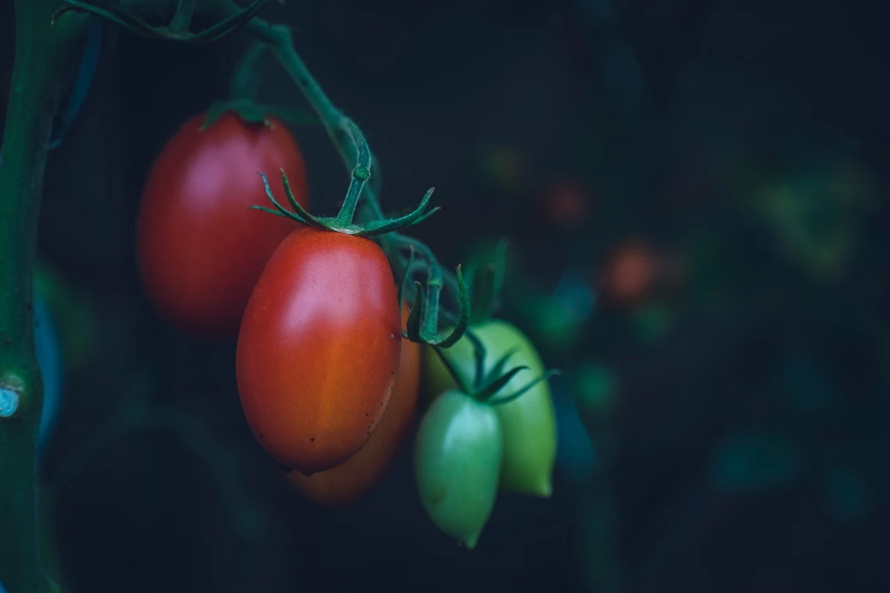 Tre errori che rallentano la crescita dei pomodori: il secondo lo fanno tutti Tre errori che rallentano la crescita dei pomodori: il secondo lo fanno tutti