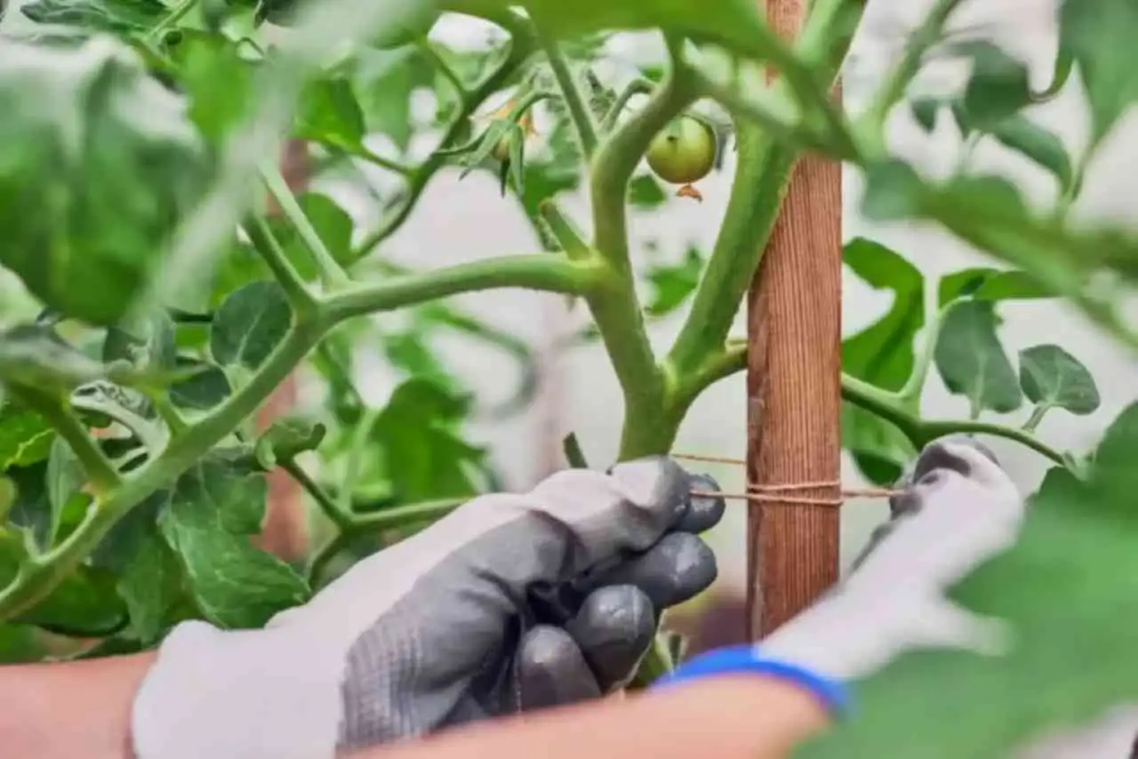Tre errori che rallentano la crescita dei pomodori: il secondo lo fanno tutti Tre errori che rallentano la crescita dei pomodori: il secondo lo fanno tutti