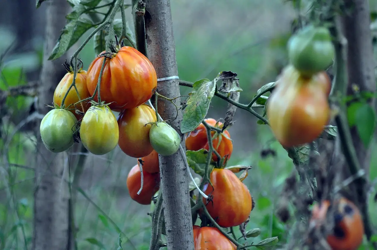 Tre errori che rallentano la crescita dei pomodori: il secondo lo fanno tutti Tre errori che rallentano la crescita dei pomodori: il secondo lo fanno tutti