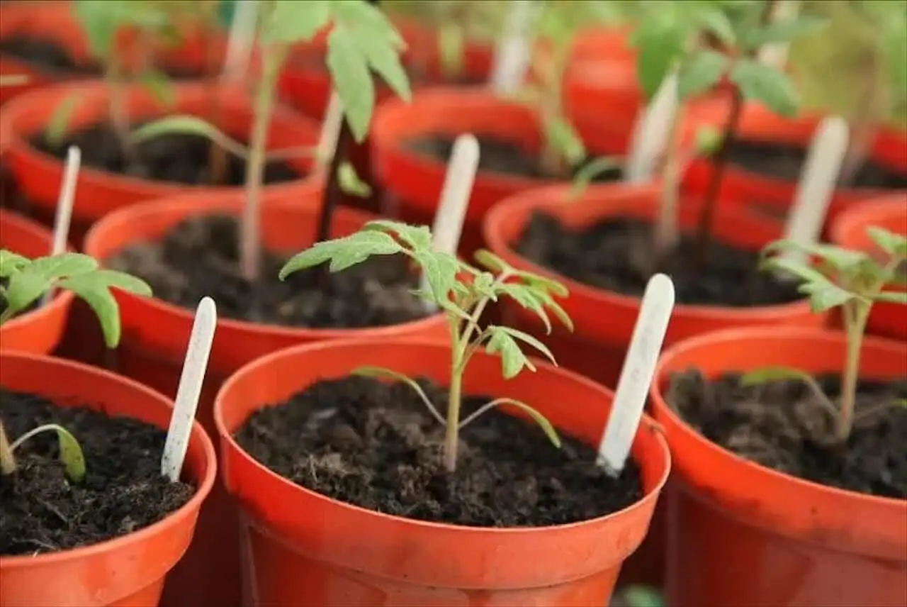 Tre errori che rallentano la crescita dei pomodori: il secondo lo fanno tutti Tre errori che rallentano la crescita dei pomodori: il secondo lo fanno tutti