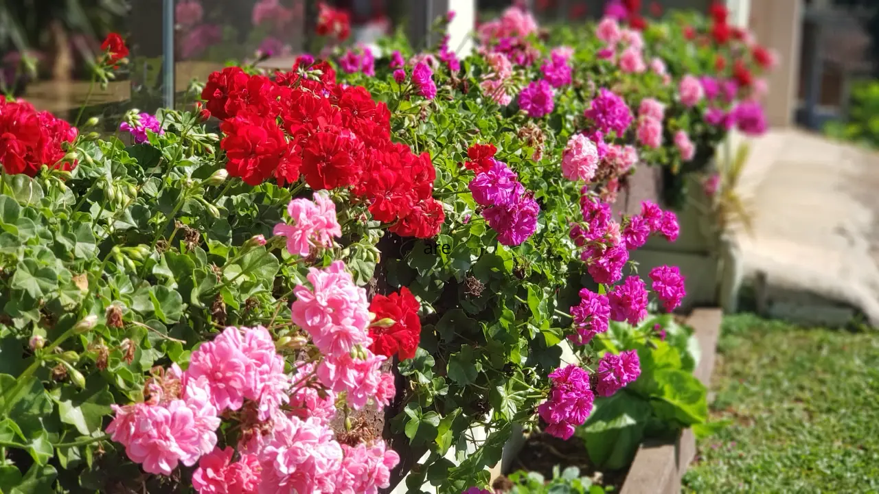 Il concime naturale per gerani usato nei vivai: fioriscono anche con poco sole Il concime naturale per gerani usato nei vivai: fioriscono anche con poco sole