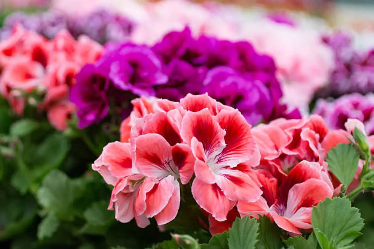 Il concime naturale per gerani usato nei vivai: fioriscono anche con poco sole Il concime naturale per gerani usato nei vivai: fioriscono anche con poco sole