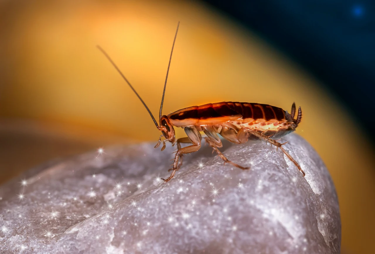 Come allontanare formiche e insetti dal terrazzo: il metodo approvato dagli esperti Come allontanare formiche e insetti dal terrazzo: il metodo approvato dagli esperti