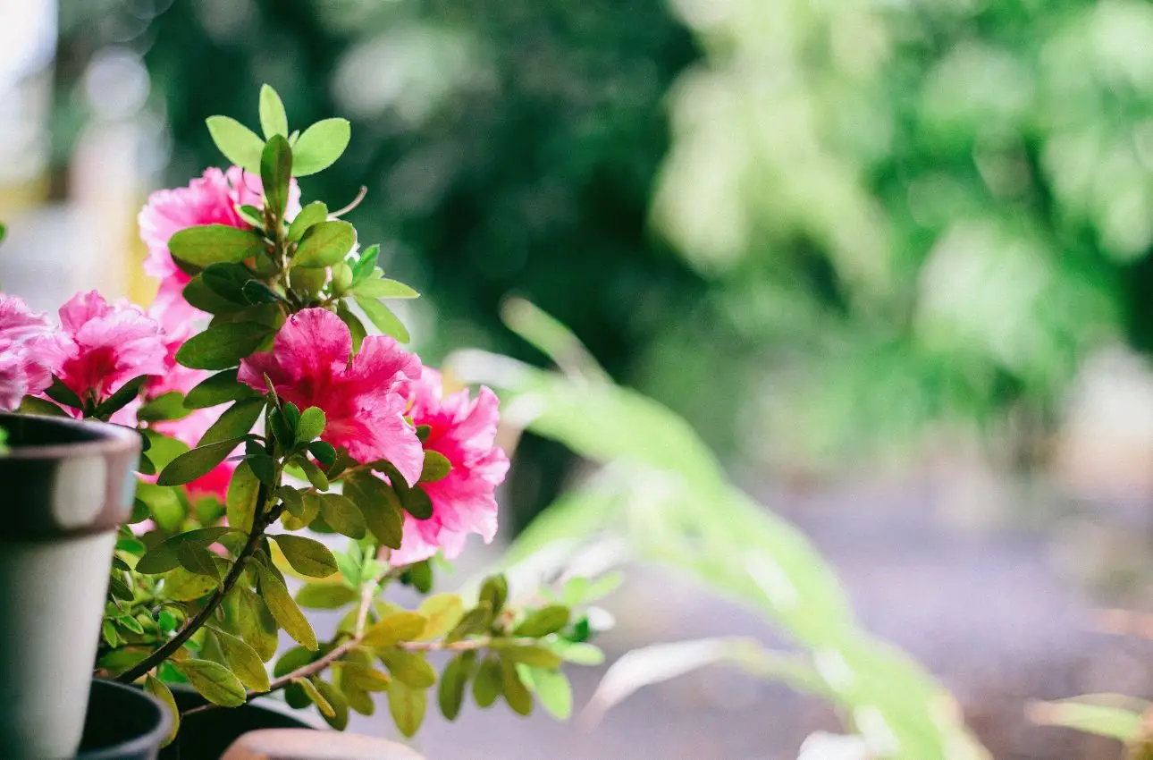 Il metodo giapponese per avere piante sempre in fiore: il segreto è questo Il metodo giapponese per avere piante sempre in fiore: il segreto è questo