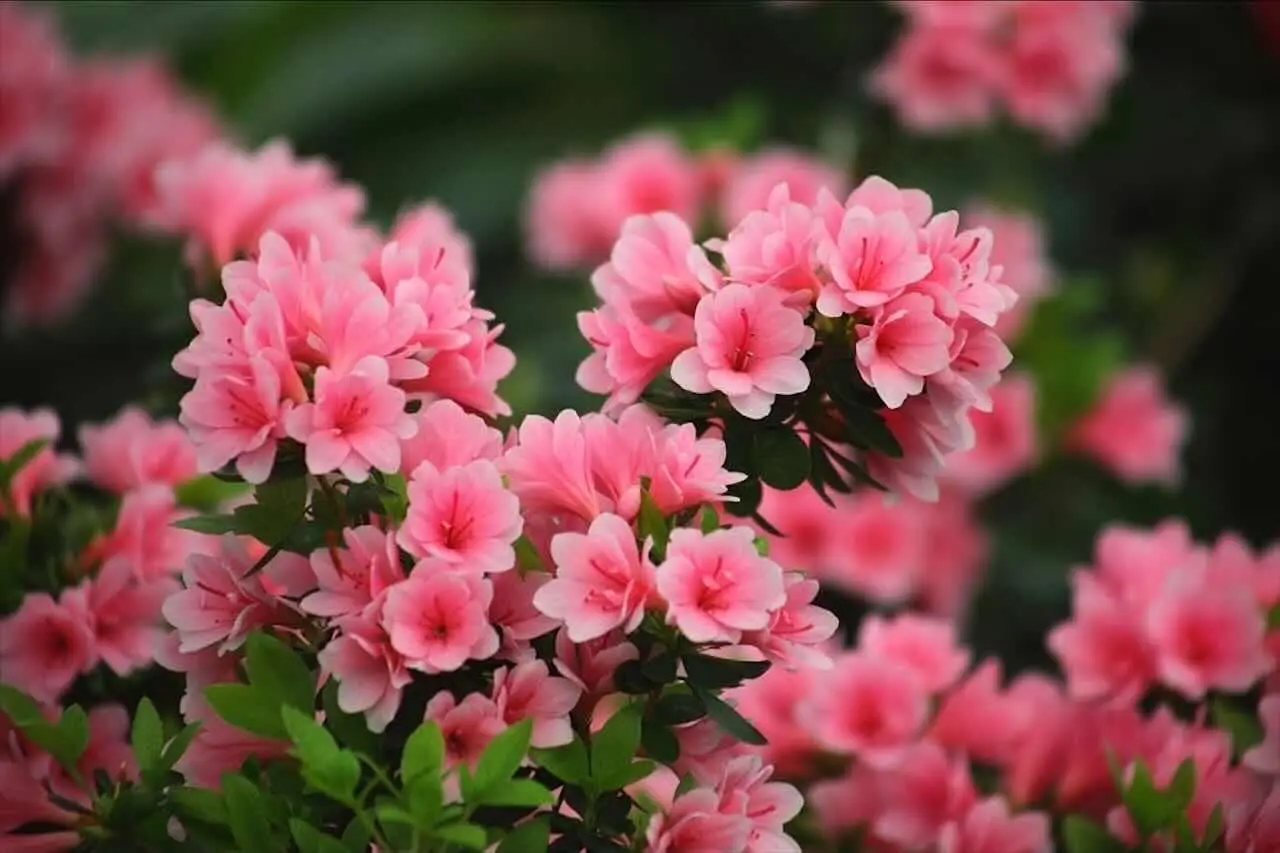Il metodo giapponese per avere piante sempre in fiore: il segreto è questo Il metodo giapponese per avere piante sempre in fiore: il segreto è questo