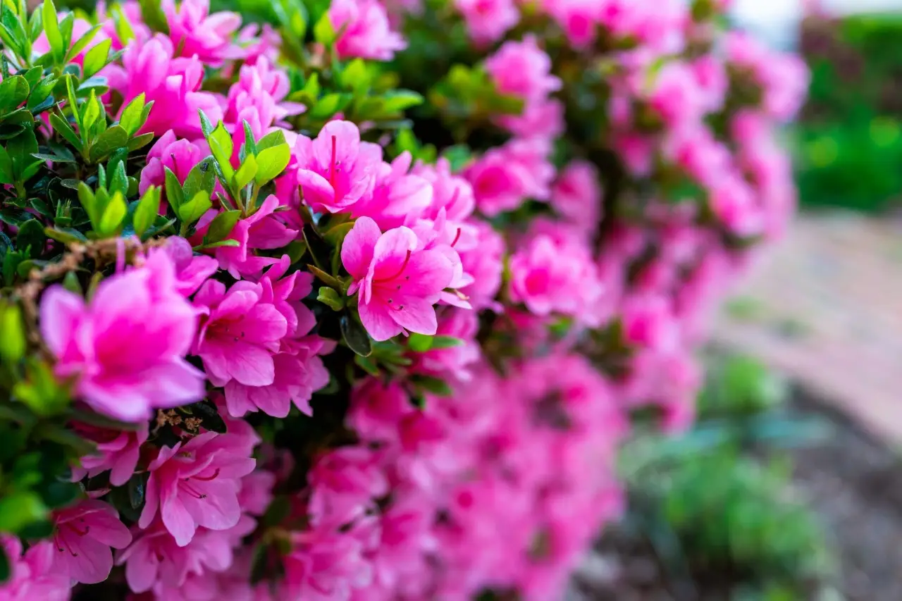 Il metodo giapponese per avere piante sempre in fiore: il segreto è questo Il metodo giapponese per avere piante sempre in fiore: il segreto è questo